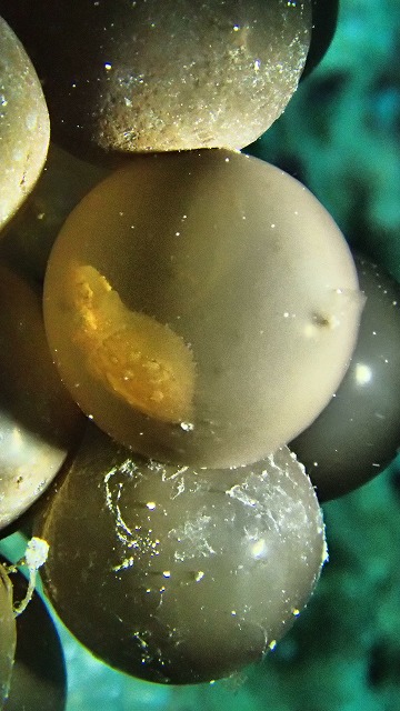 Ocean Dream力石イカ卵 (P2020310 - )20180202