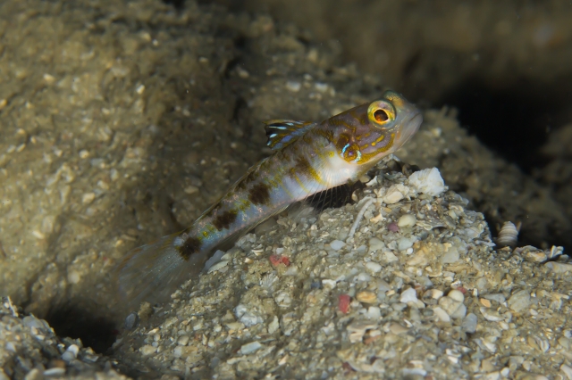 OceanDream icoハゼ-_MG_65452016