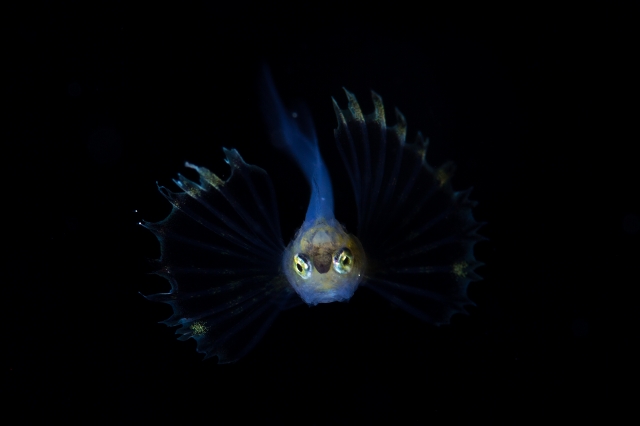 OceanDream胸鰭めっちゃでかい浮遊系-_MG_57942016