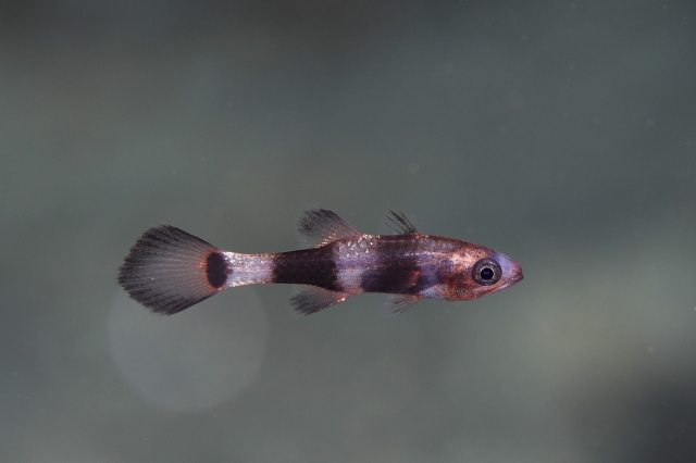 YURIシマクダリボウズギスモドキ-1C4A56302019