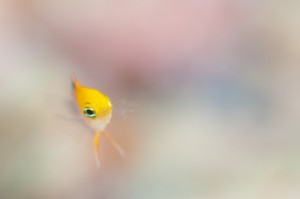 brucelee-タルボッツドムワゼルygDSC_97982014