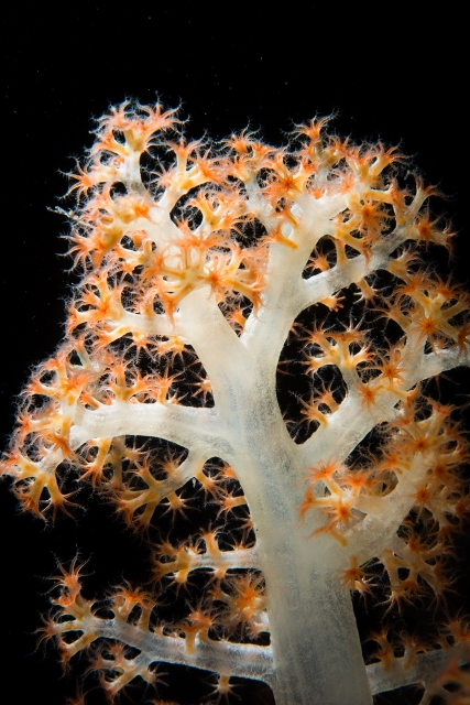 bruceleeWSL生えものクラブトサカ-CEB_10952017