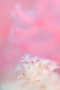 bruceleeおはなピンク (DSC_1989 - )20140517