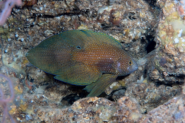 bruceleeアーグスコメット-3447