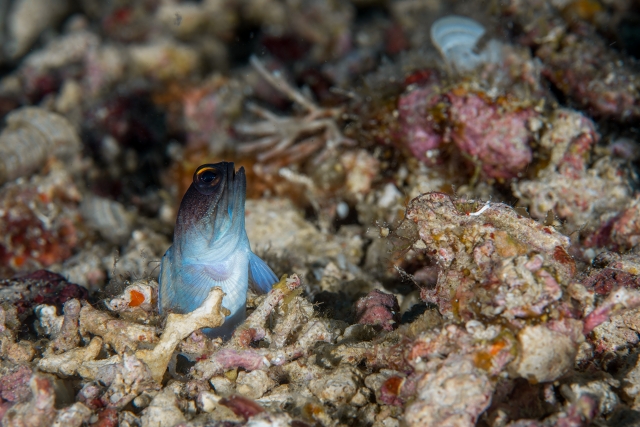 bruceleeゴールドスペックスジョーフィッシュ-5594