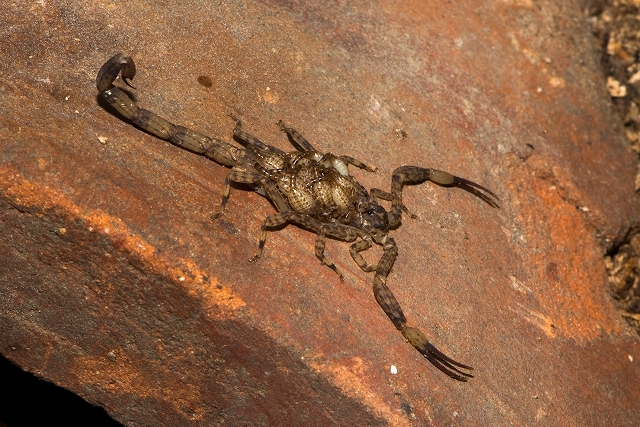 bruceleeサソリ子育て-2822