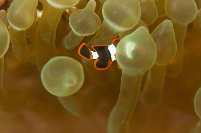 dddiiiシーウォーカー撮り-IMG_84872017