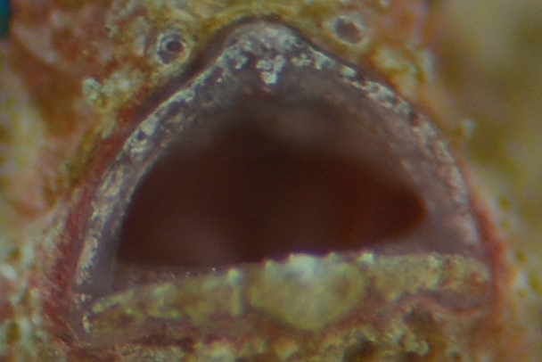 shota不細工フェイス-DSC_88662017