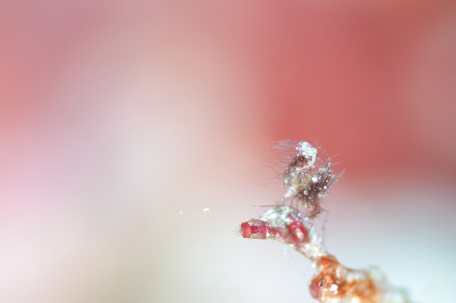 yoshiyoshiシムランス (6F8A4201 - )20180417