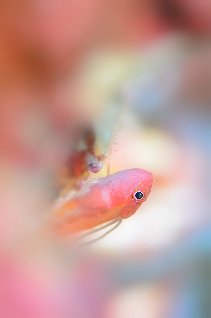 yuico額めるホテイベニハゼ-4406