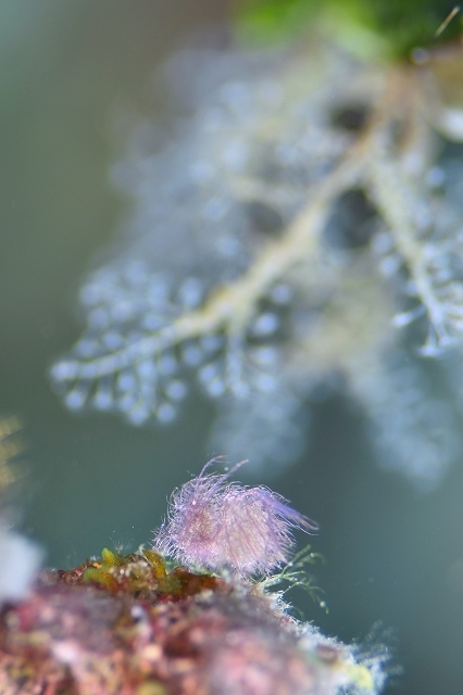 あんみつシムランス-3159