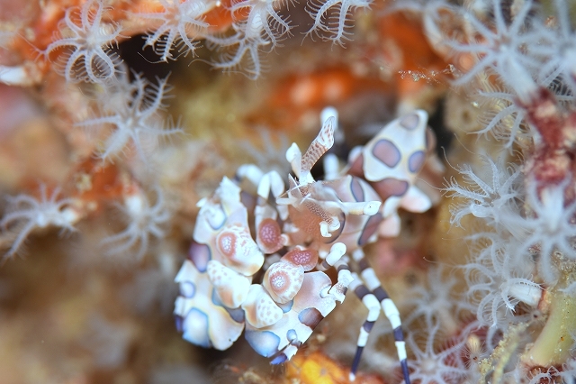 あんみつフリソデエビ-2267