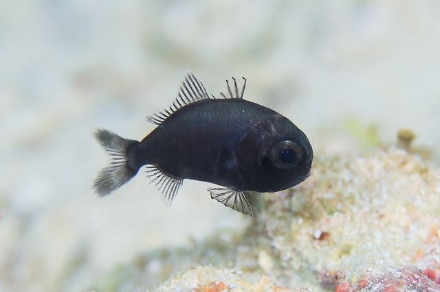 ぎし第三のヒカリキンメ-0833.jpg47207048_1240663606086658_950083157133099008_n