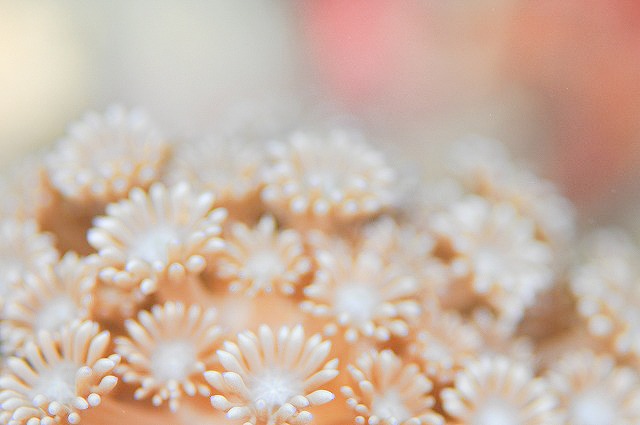 ころもはな (ころも花 (DSC_3516 - )20171113 - )20171115