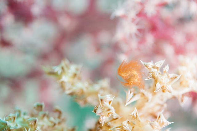 とよみんシムランス (IMG_2178 - )20180103