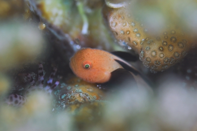 なみさんパンダダルマハゼ-DSC_82572019