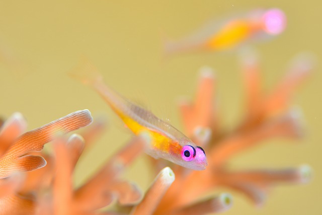 なみよいくじら関藤アカメハゼ (DSC_5170 - )20180202