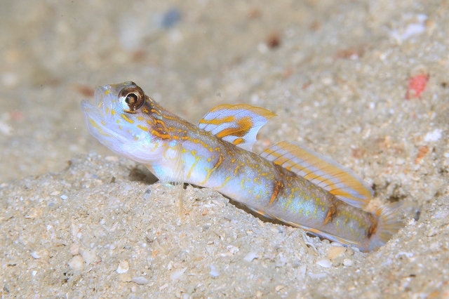 ほやらぁすくりぶるど-8354