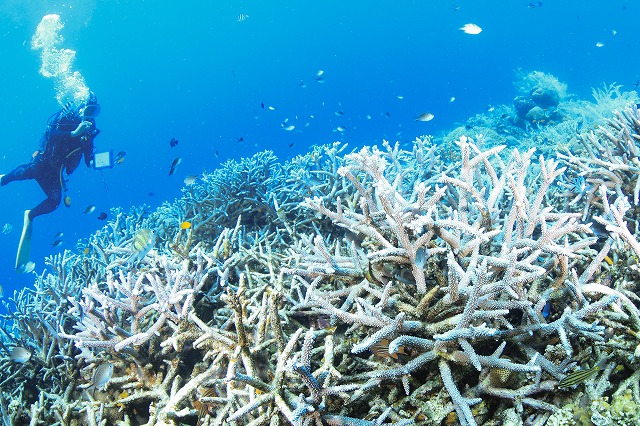 イーダサンゴ (5P7A5130 - )20180417