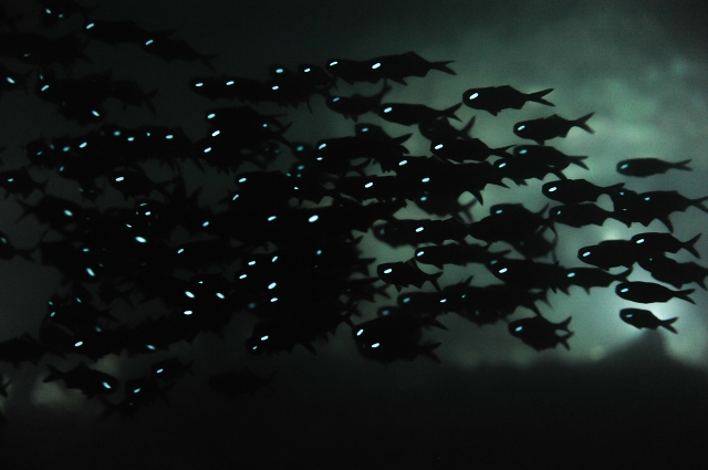 ドロップヒカリキンメ群れシルエット-DSC_92662017