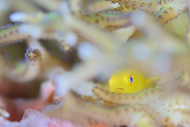 湯けむりOLアカネダルマハゼ-6791