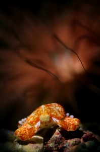 鎌倉潜水オガサワラコブシIMG_0676